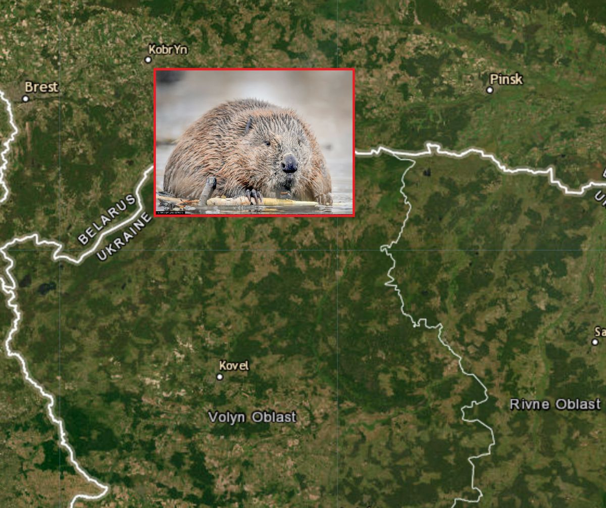  Nieoczekiwany sojusznik Ukrainy - miejscowa populacja bobrów.