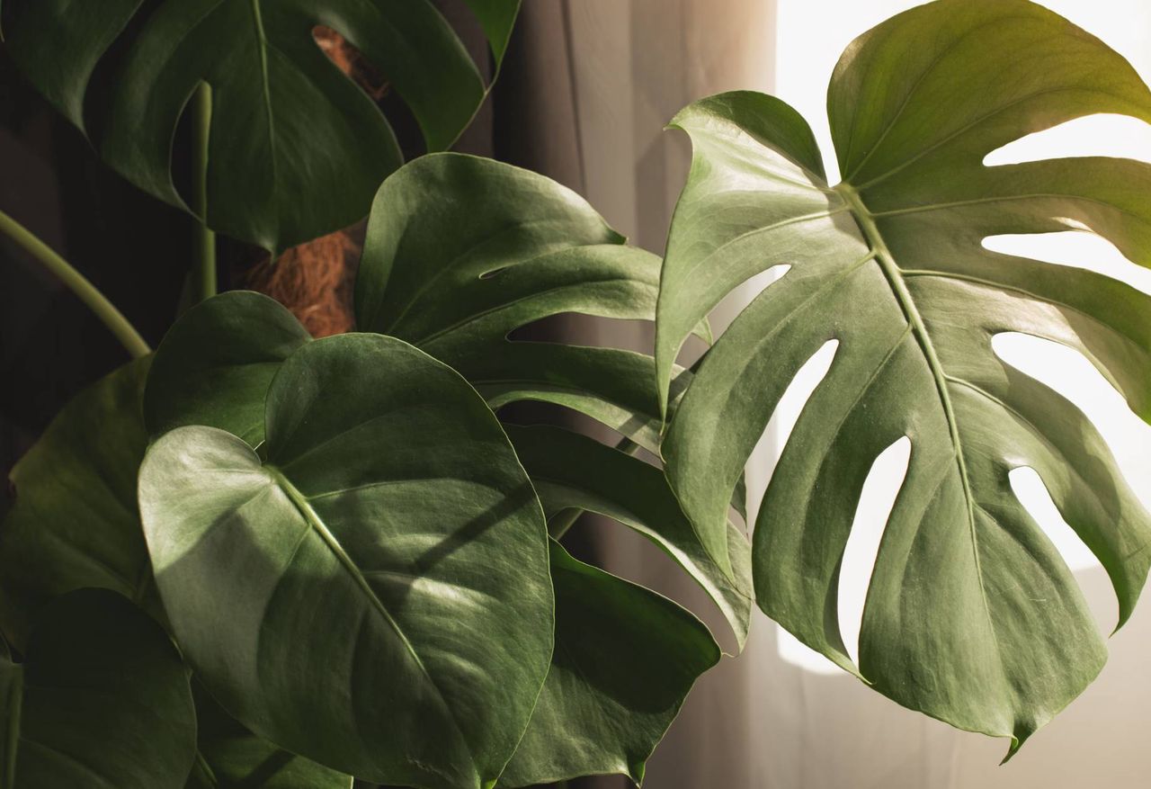 How to take care of a monstera in autumn?