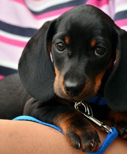 Warszawa. Po książkę z psem. Pomysł jednej z dzielnic