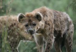 Stado agresywnych hien atakuje wieś. Opłakane skutki