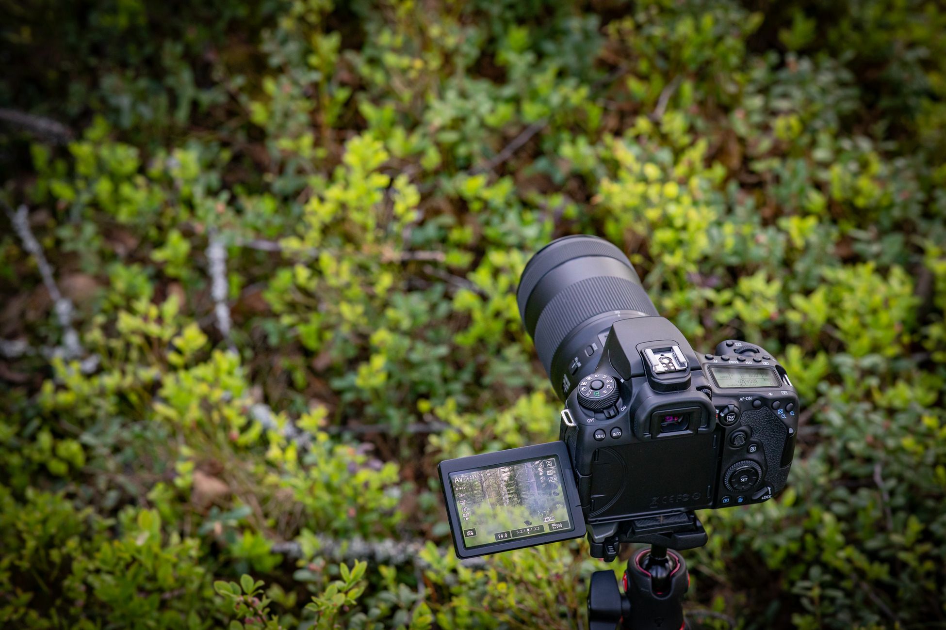 Canon EOS 90D i Canon EOS M6 Mark II to najciekawsze korpusy Canona od lat 21