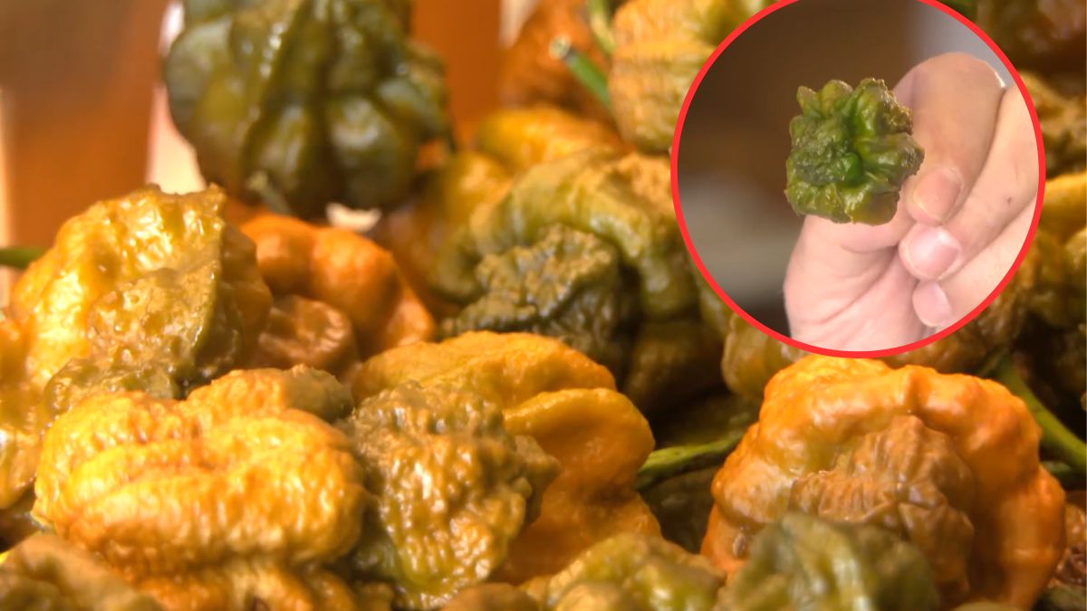 Pepper X, najostrzejsza papryczka na świecie