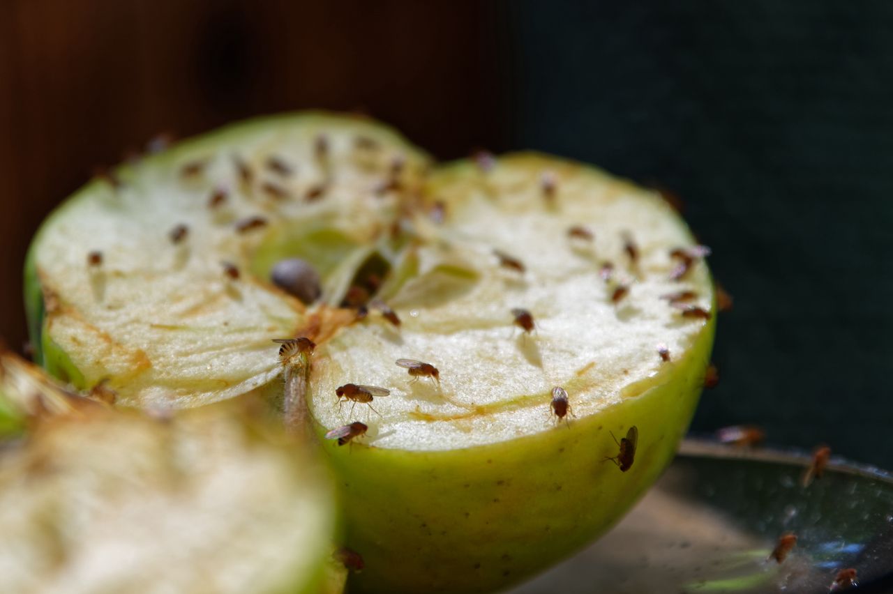 The best way to deal with fruit flies