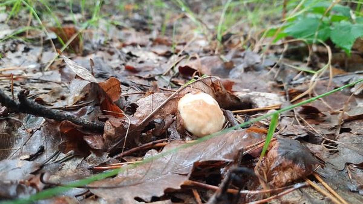 W dniu znalezienia borowik był w nienaruszonym stanie.
