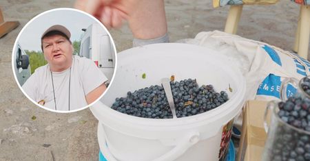 Zbiera jagody przez 6 godzin i sprzedaje za kilka złotych. Ostrzega innych przed wysokimi mandatami