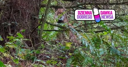 Leśnicy pokazali niezwykłe zdjęcie. Ryś wrócił na Pomorze Zachodnie