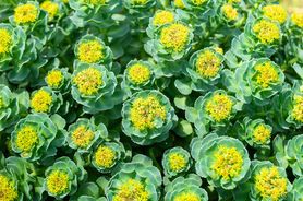 Rhodiola rosea – wygląd, właściwości, działanie i wskazania