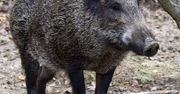 Warszawa: Dziki wchodzą na osiedla Żoliborza