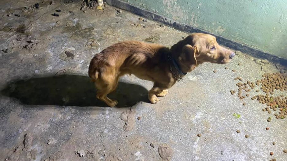 Świdnica. Są zarzuty za masakrę w Głuszycy. Tymczasowe przytulisko dla zwierząt było umieralnią 