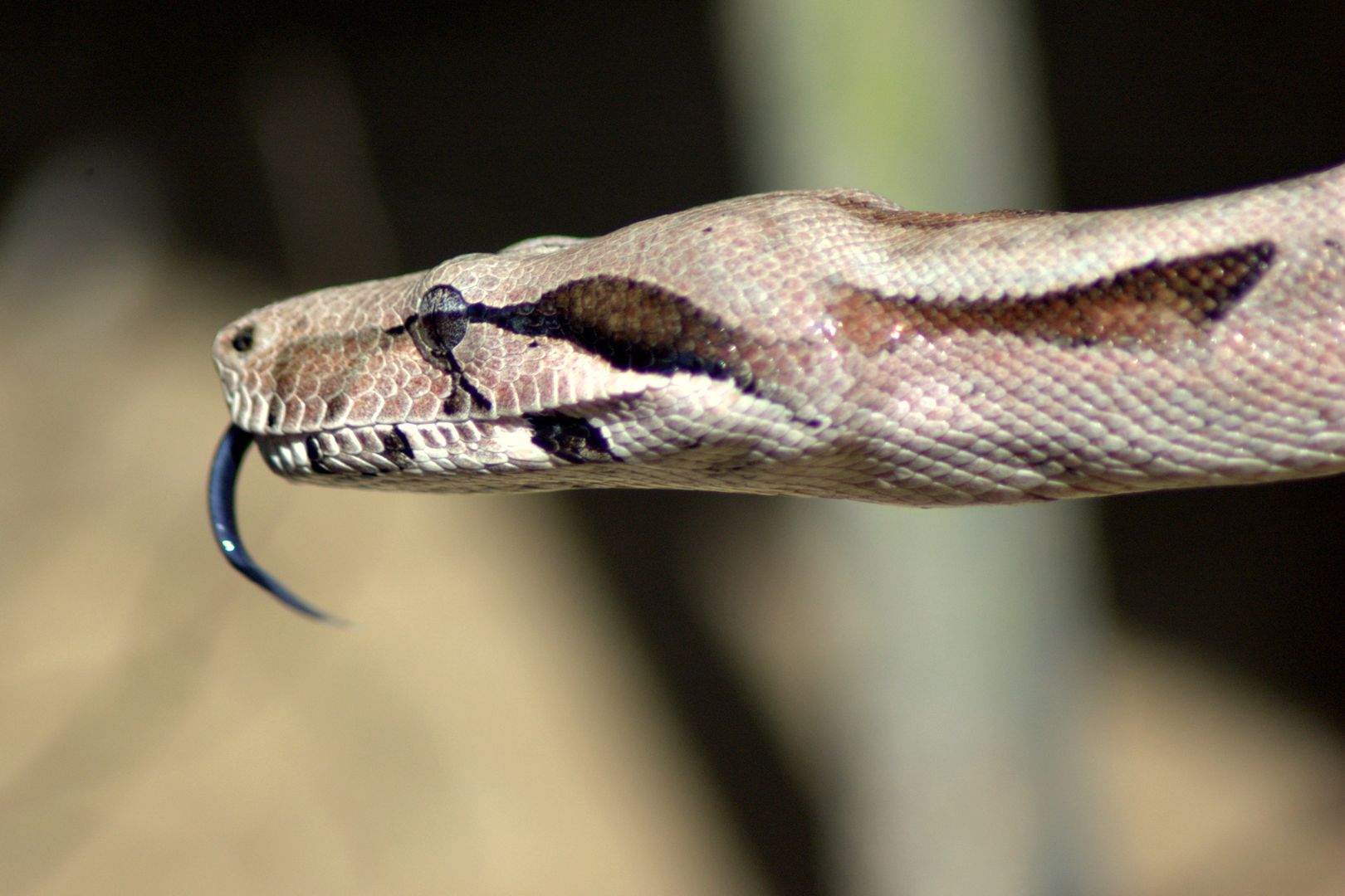Constrictor boa snake reptile imperator hunter creature beak pxhere toxic curious organ vertebrate