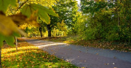 Jesień w Pile: kolorowe liście i słońce zachęcają do spaceru