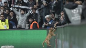 Kot przerwał mecz Besiktas - Bayern. UEFA wszczyna postępowanie dyscyplinarne