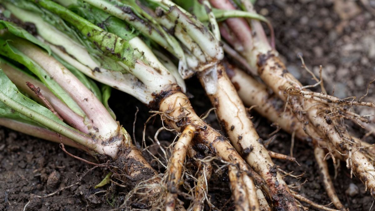 Korzeń mniszka lekarskiego to antyrakowa roślina
