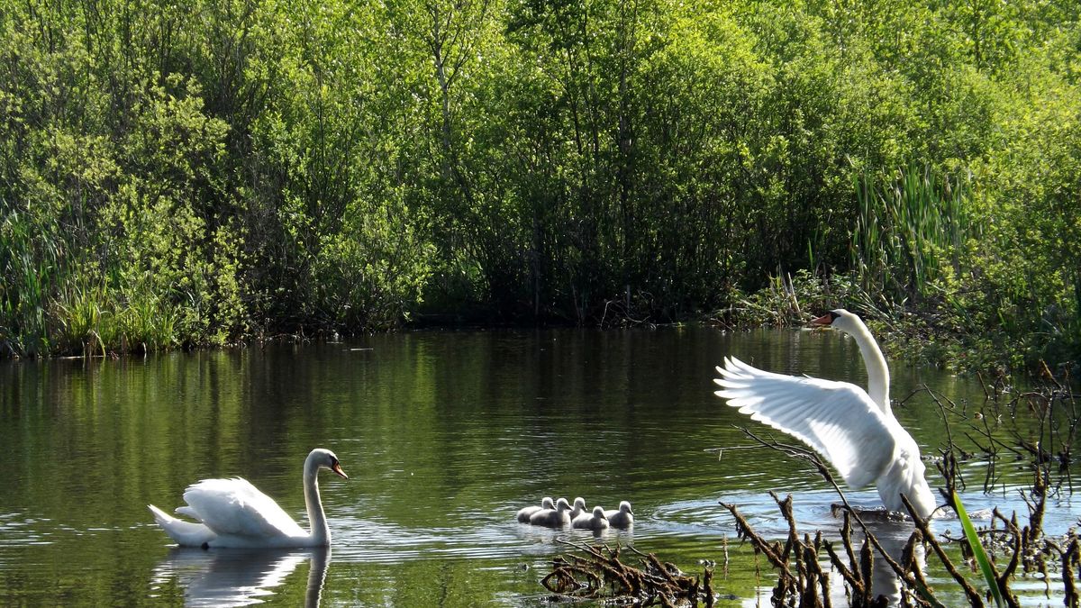 Psy zaatakowały łabędzia. Pracownicy parku w szoku
