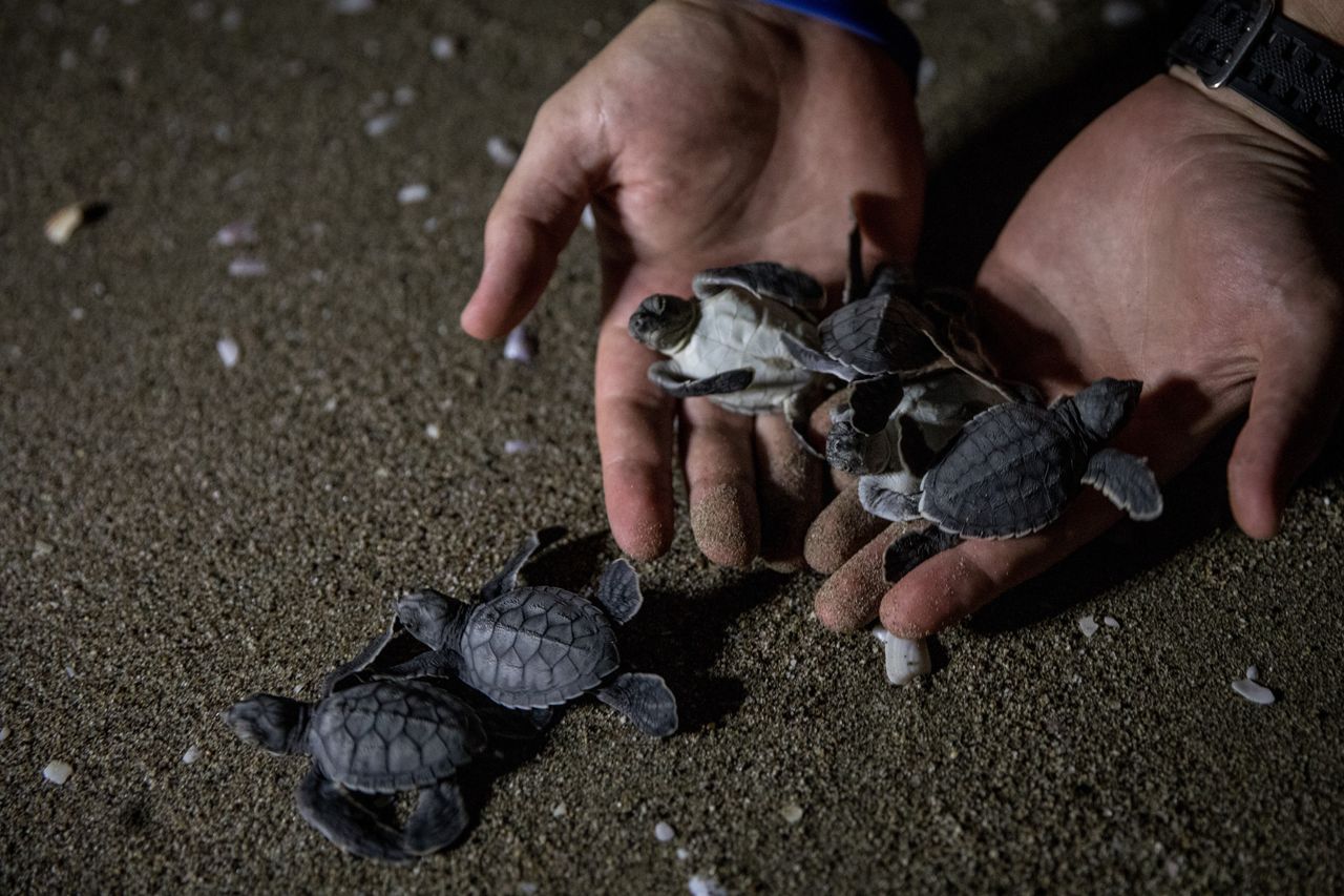 Tysiące małych żółwi wypuszczonych do morza na Bali