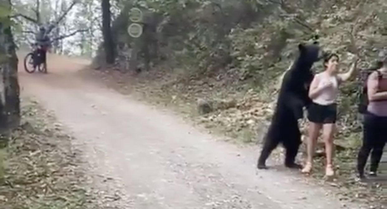 Przerażające nagranie ze szlaku. Reakcja kobiety na niedźwiedzia podbija internet
