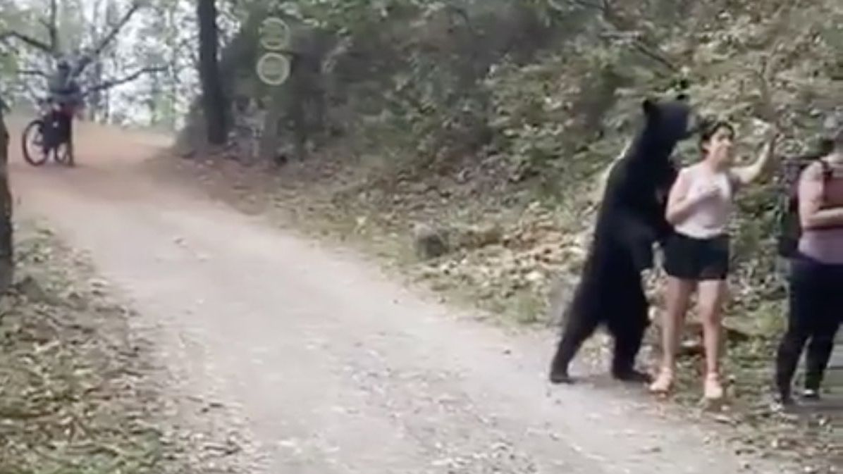 Kobieta stanęła twarzą w twarz z niedźwiedziem