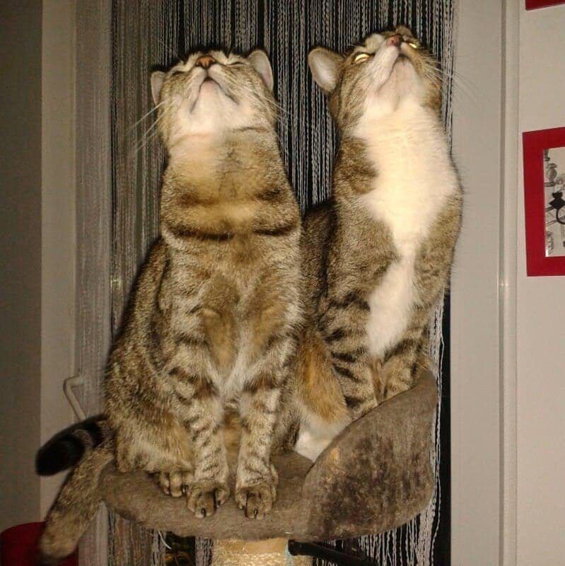 Światowy Dzień Kota 2021