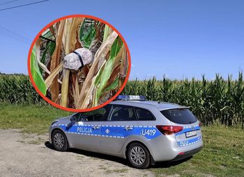 Pułapki na polach kukurydzy. Sieją postrach wśród rolników