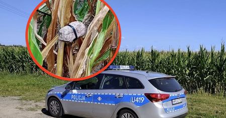 Pułapki na polach kukurydzy. Sieją postrach wśród rolników