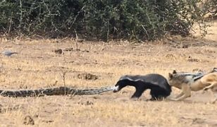 Pyton kontra ratel miodożerny. Do akcji nagle wkroczyły szakale