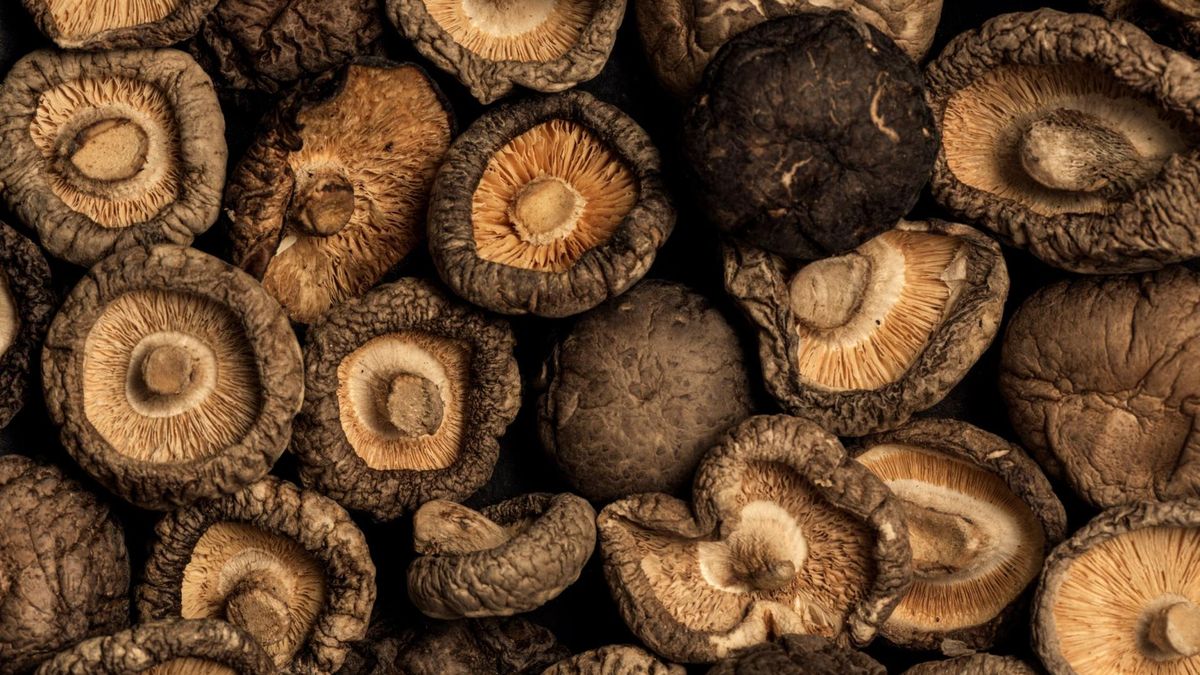 Shiitake dostarcza składniki, które dbają o odporność, równowagę i energię.