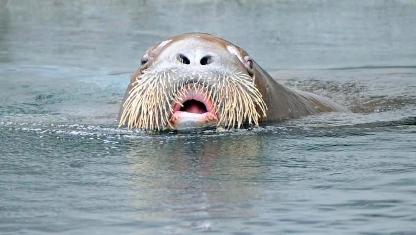 Norweski mors-terrorysta zatapia drogie jachty u wybrzeży Wielkiej Brytanii.