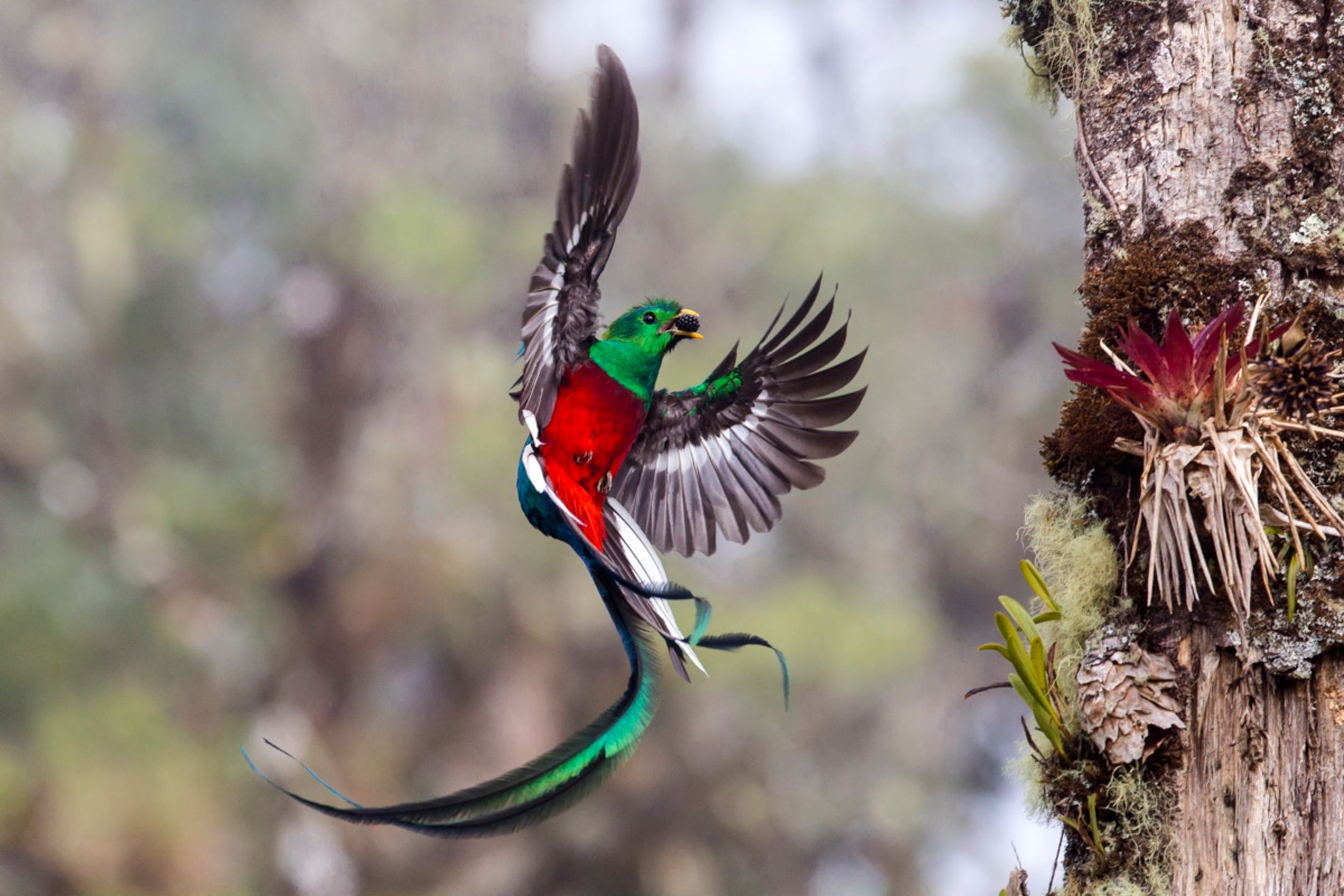 Zdjęcia finalistów Wildlife Photographer of the Year 2017 to mistrzostwo fotografii przyrody 9