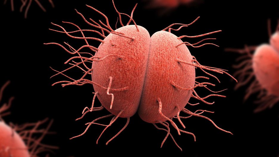 Meningokoki to bardzo groźne bakterie chorobotwórcze