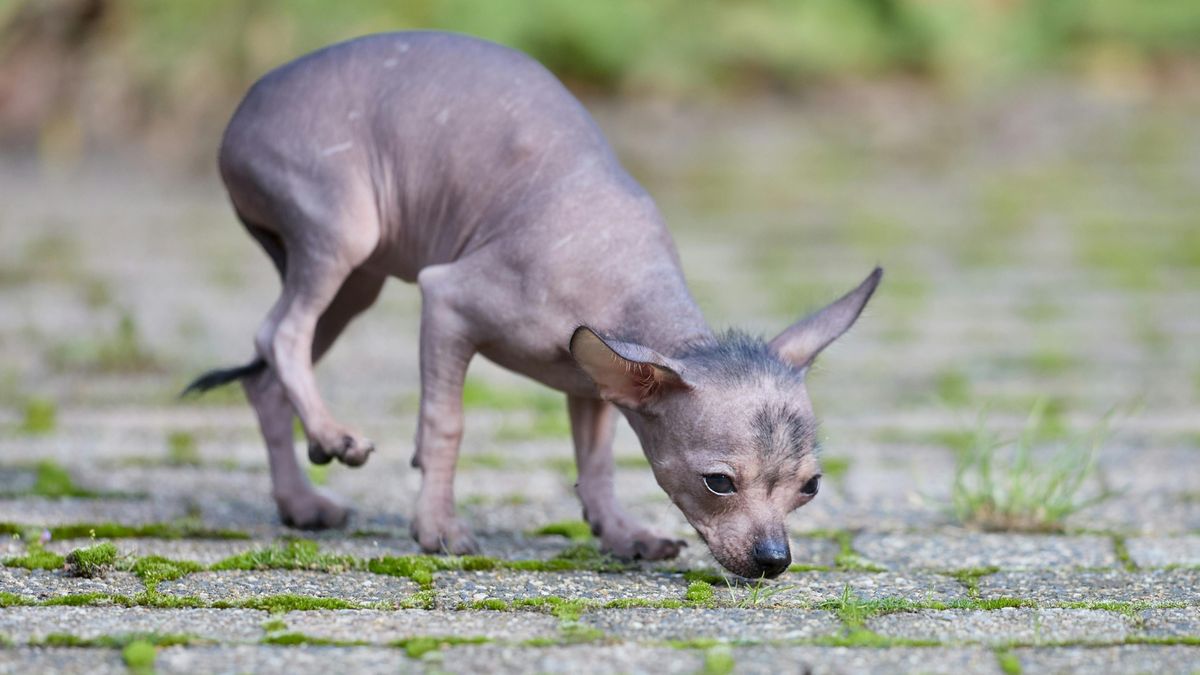 Xoloitzcuintli