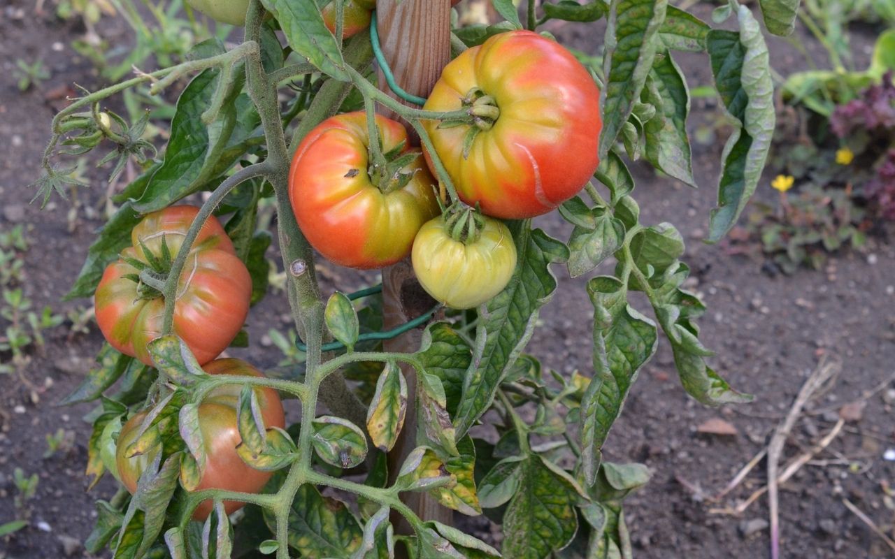Try homemade fertiliser for tomatoes, peppers, and cucumbers.