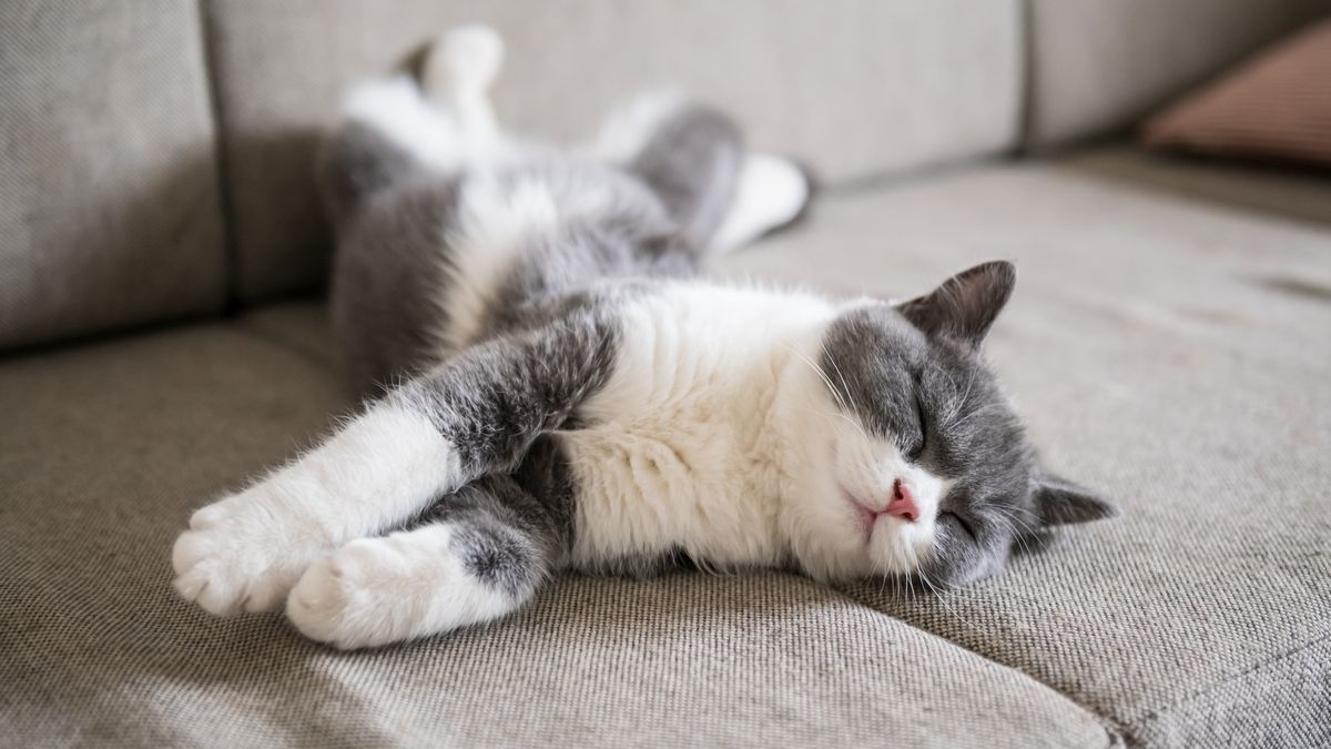 Twój kot śpi w tej pozycji? Musisz to wiedzieć