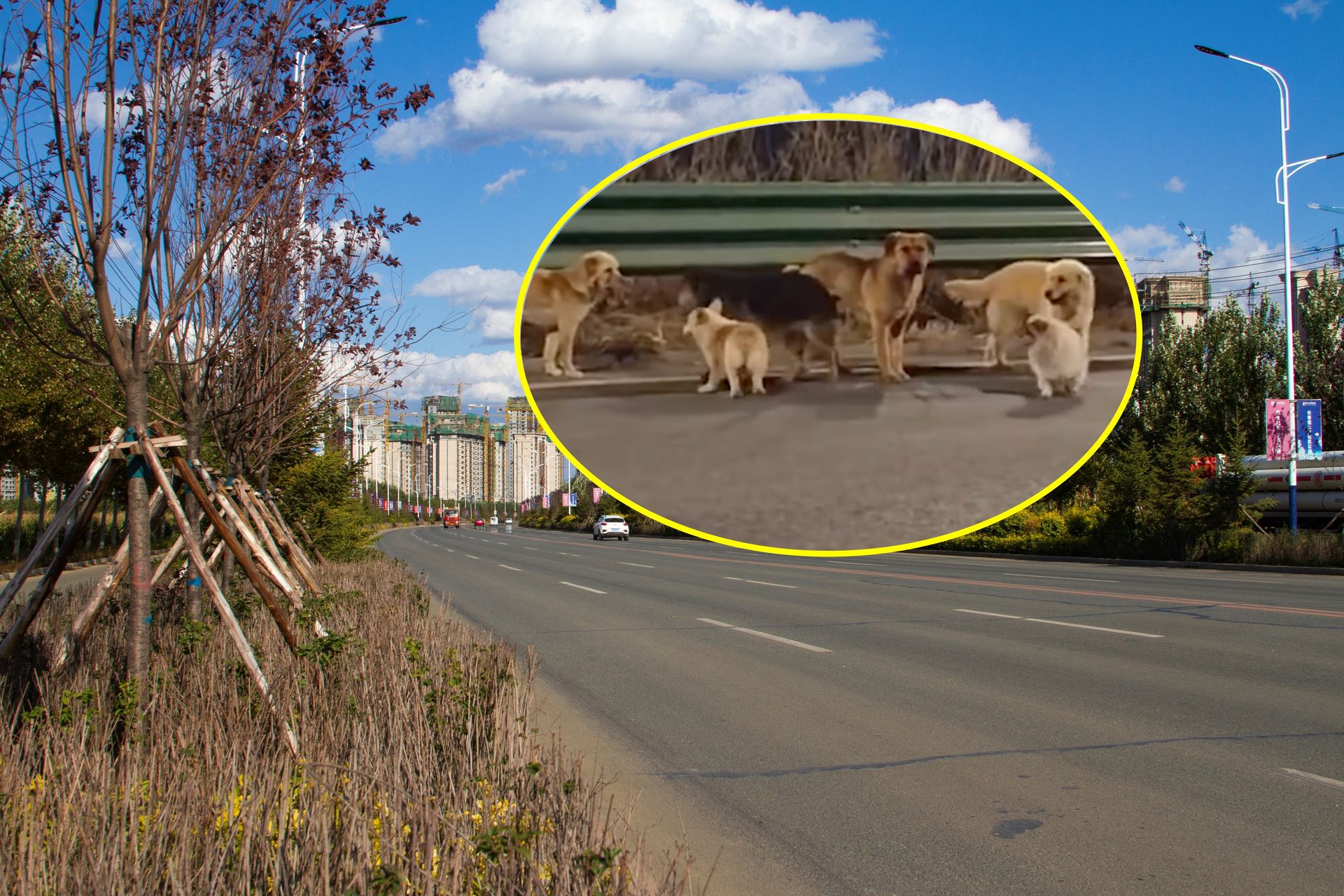 Jechały na rzeź. Postanowiły uciec z transportu i wrócić do domu