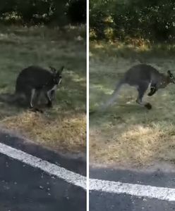 Kangur na Mazurach. Trwają poszukiwania uciekiniera