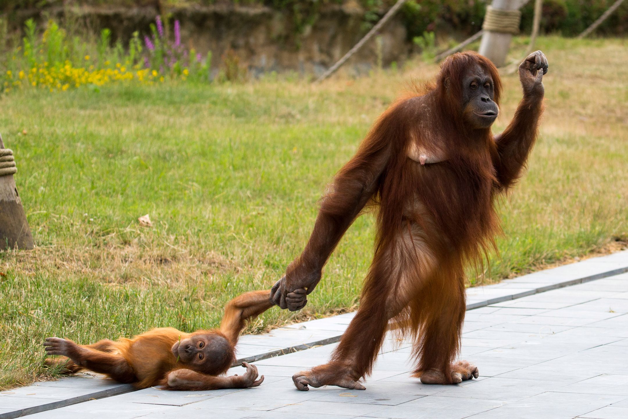 Mama orangutan ze swoim niesfornym dzieckiem. Zdjęcia bawią do łez 2