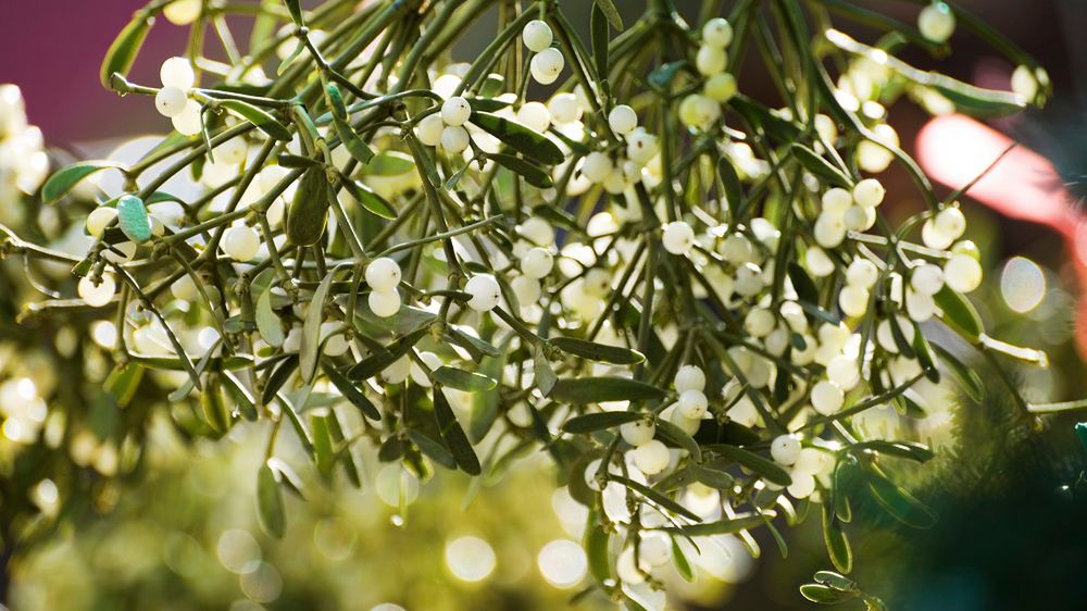 Badania sugerują, że jemioła może działać prozdrowotnie, ale ma też toksyczne właściwości