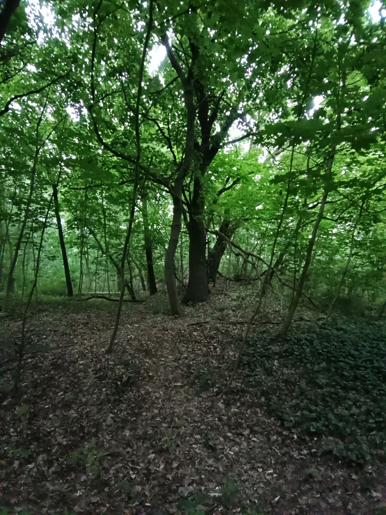 Leśna sceneria - o ile ultraszeroki kąt jak zwykle wypada słabo, zdjęcie ze standardowego aparatu mile rozczarowuje.