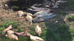 Piątkowice. Śnięte ryby na Nysie Kłodzkiej