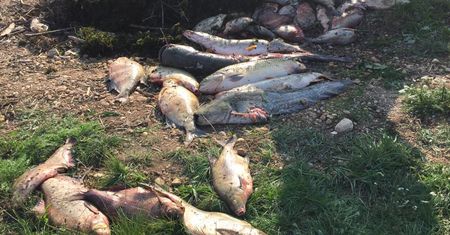 Piątkowice. Śnięte ryby na Nysie Kłodzkiej