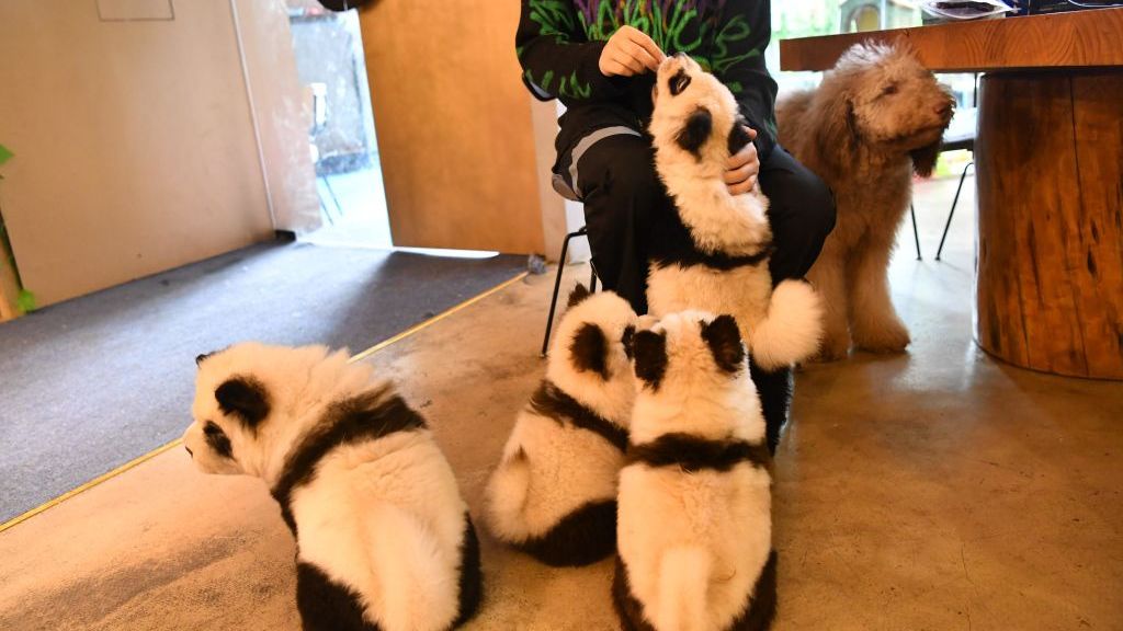 W Chinach przebierają psy za pandy 
