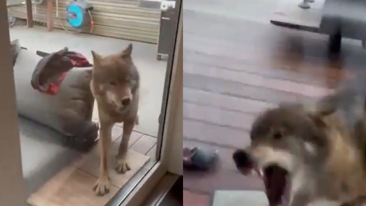 Wilk zagościł na tarasie rodziny w Niemczech.