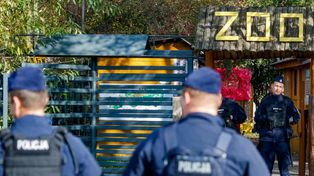 Kryzys w zoo w Łącznej. Ekspertka rezygnuje, zarzut dla policjantki