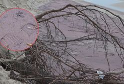 Niecodzienny widok nad Bałtykiem. Fioletowy piasek na plaży w Mielnie