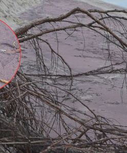 Niecodzienny widok nad Bałtykiem. Fioletowy piasek na plaży w Mielnie