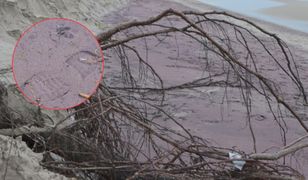 Niecodzienny widok nad Bałtykiem. Fioletowy piasek na plaży w Mielnie