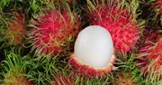 Jakie właściwości ma rambutan?
