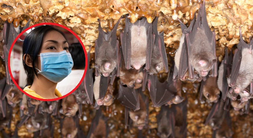 Nowy wirus w jaskiniach w Tajlandii