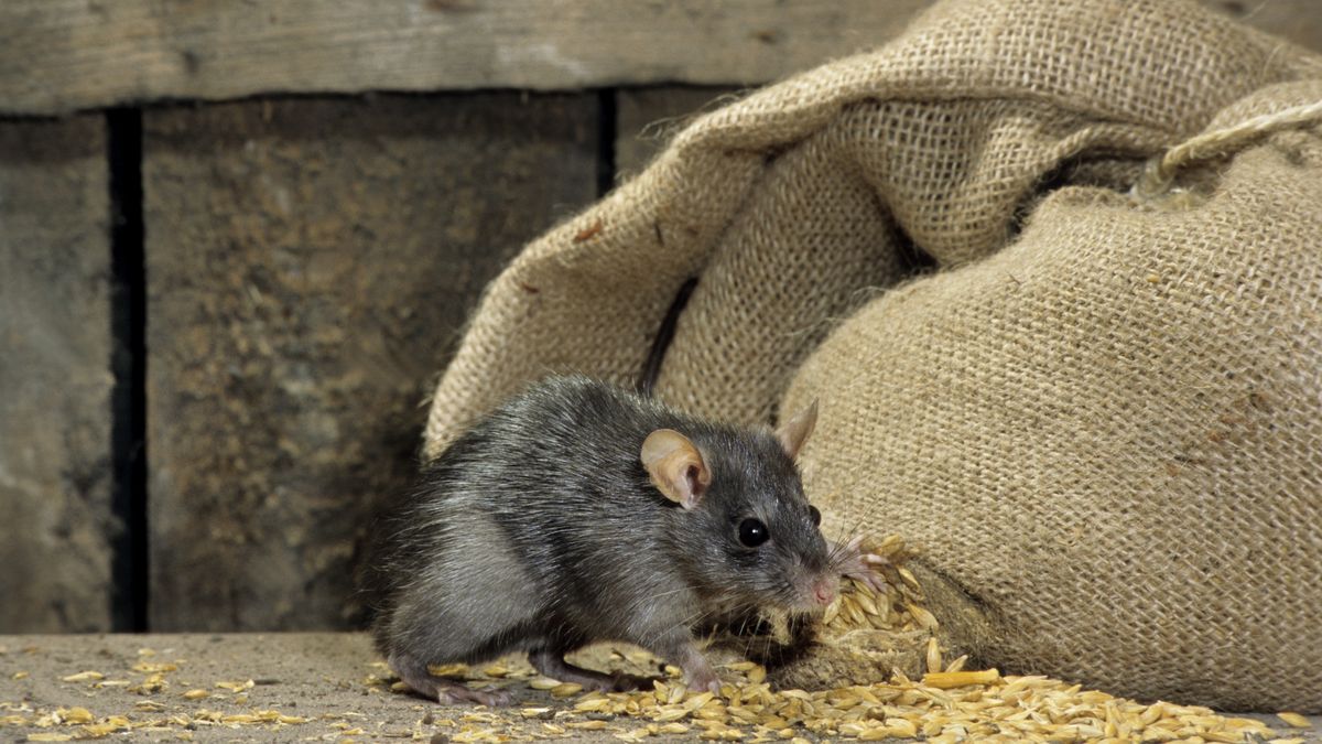 Black rat
Black rat (Rattus rattus) in barn feeding on corn from bag of cereals. (Photo by: Arterra/Universal Images Group via Getty Images)
Arterra
black, rats, wildlife, animals, eat, running, run, indoor, sacks
