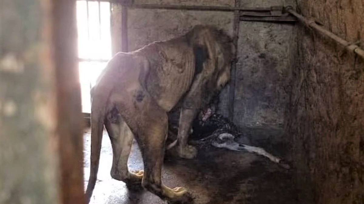 Lwy w zoo w Yemenie są ekstremalnie wychudzone 