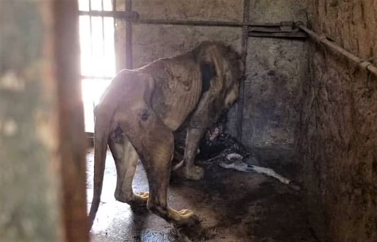 Jemen. Lwy w zoo umierają z głodu. Wstrząsające zdjęcia